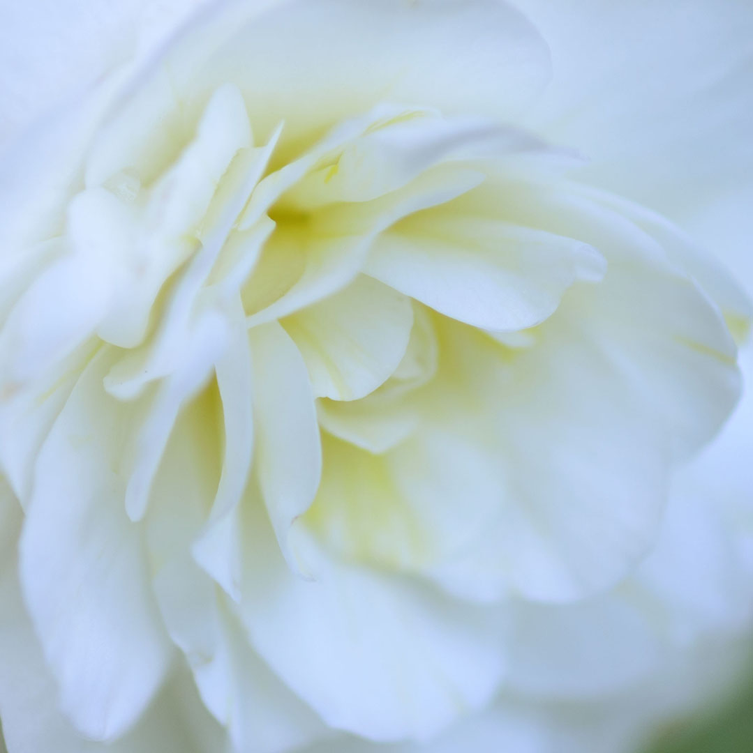 WhiteFlowerSquare1080.jpg