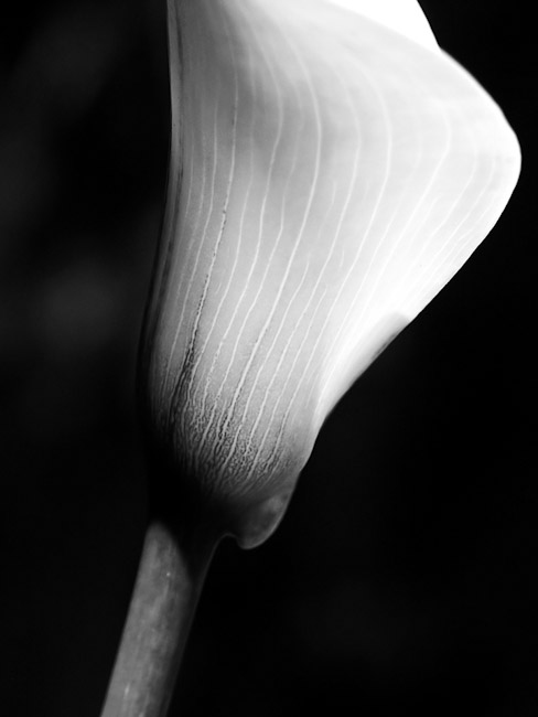 Calla_Lilly_B_W-no-ICC.jpg