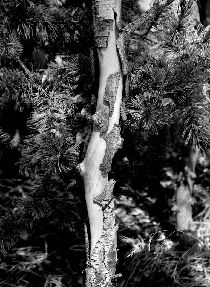 BW Aspen Trunk.jpg
