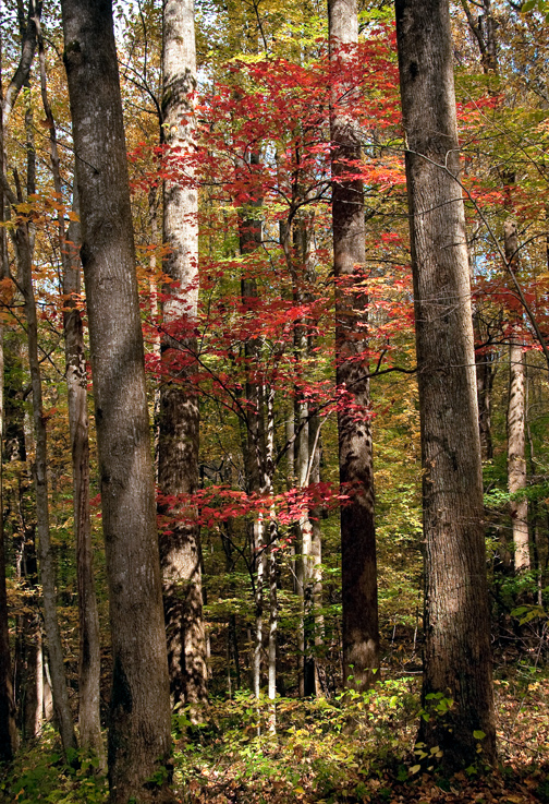 Trunks-Red-tree-in-middle-_DSC9657-Edit-Edit-2-lighter-no-ICC.jpg