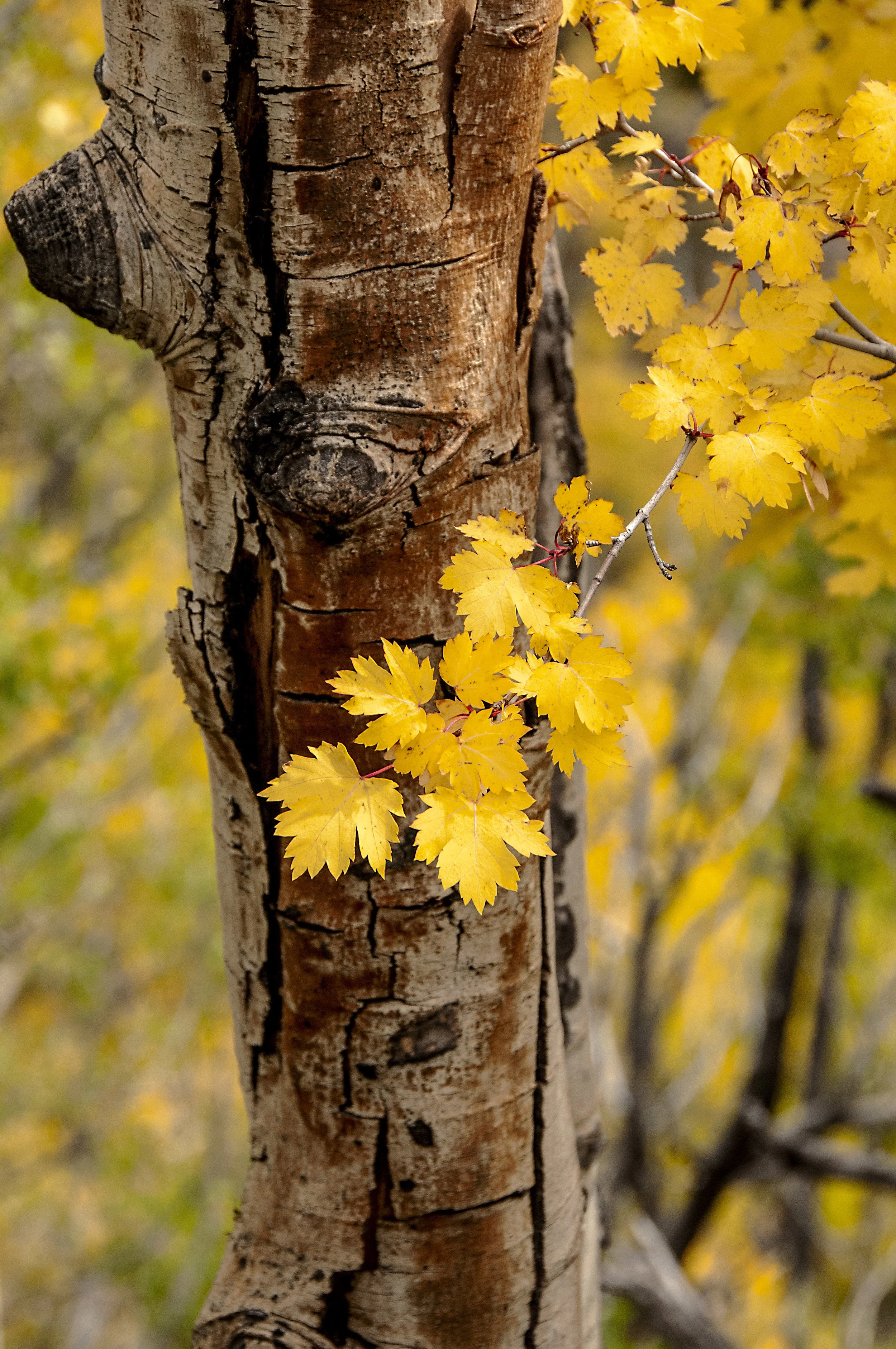 CM Fall Yellow Leaves.jpg