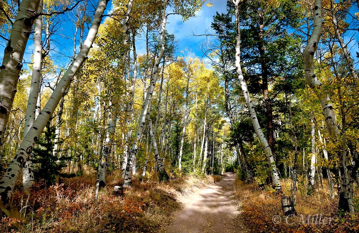 Four Mile Loop Rd.jpg