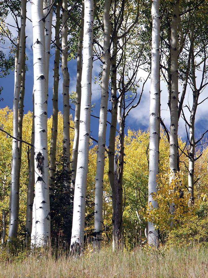Aspens in Purgatory.jpg