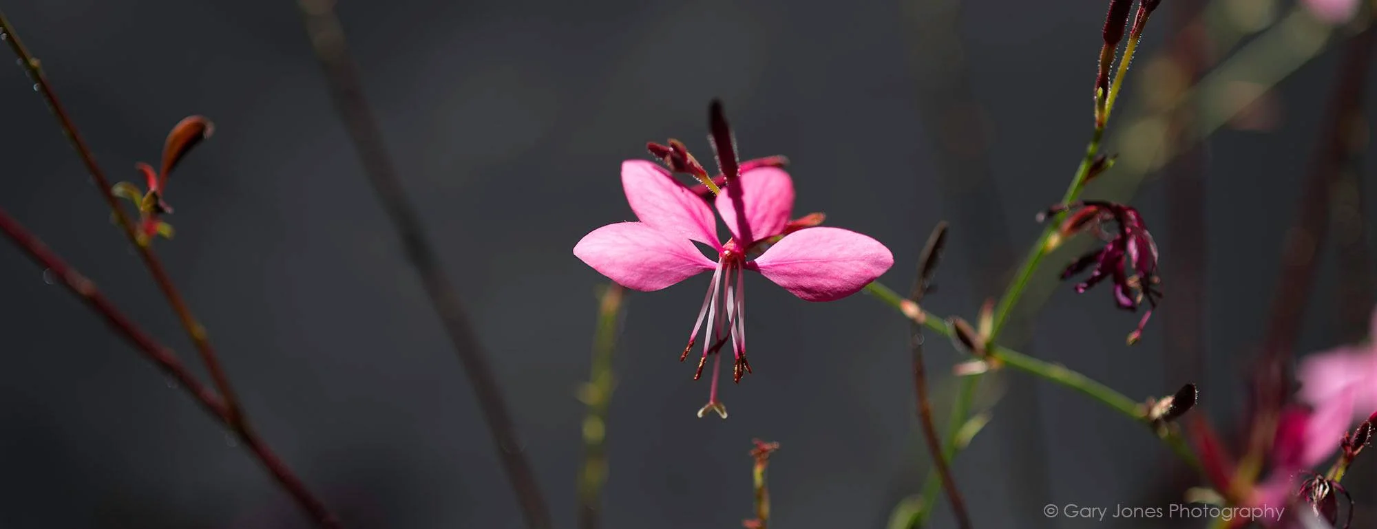 Flower Pano.jpg
