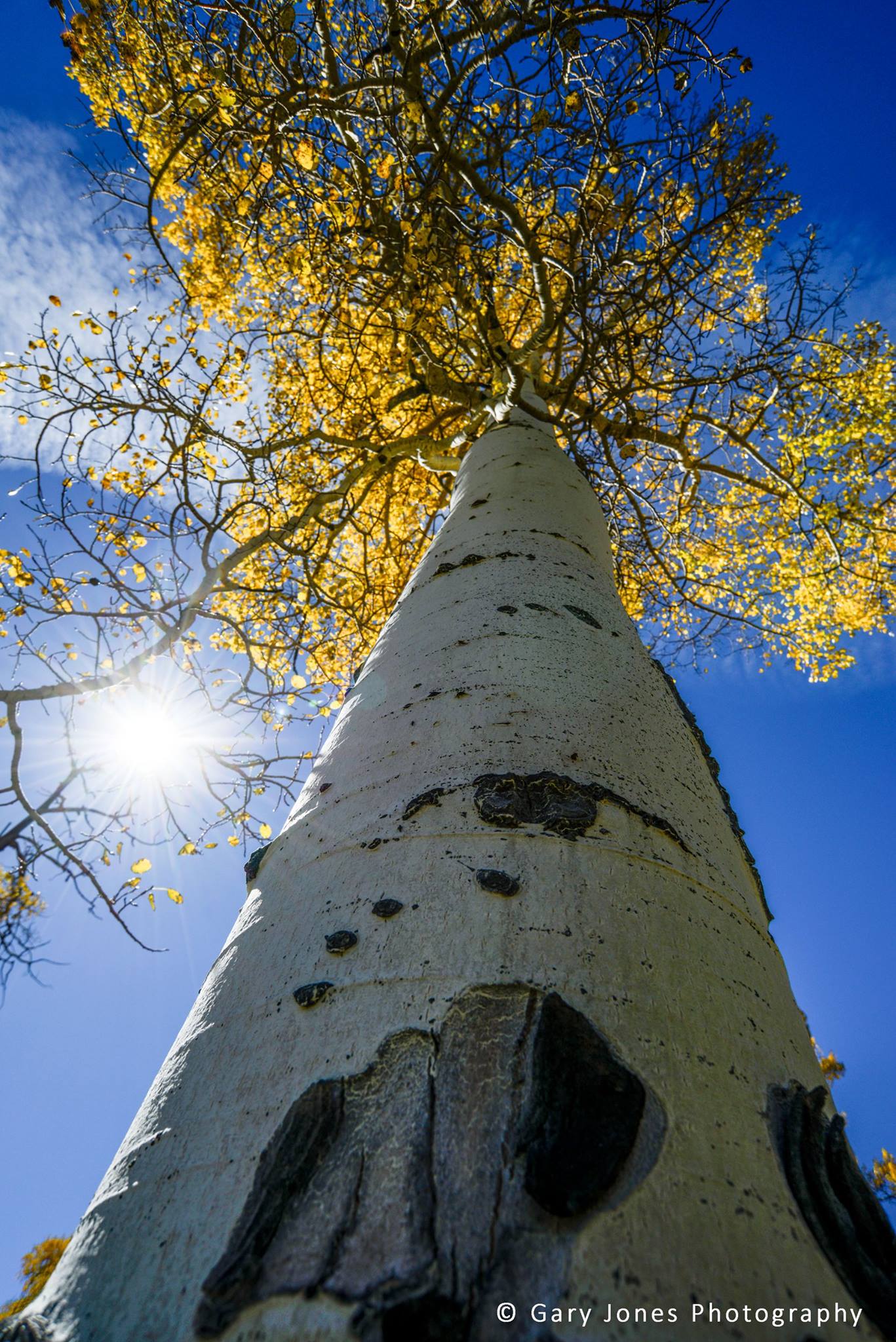Looking Up.jpg