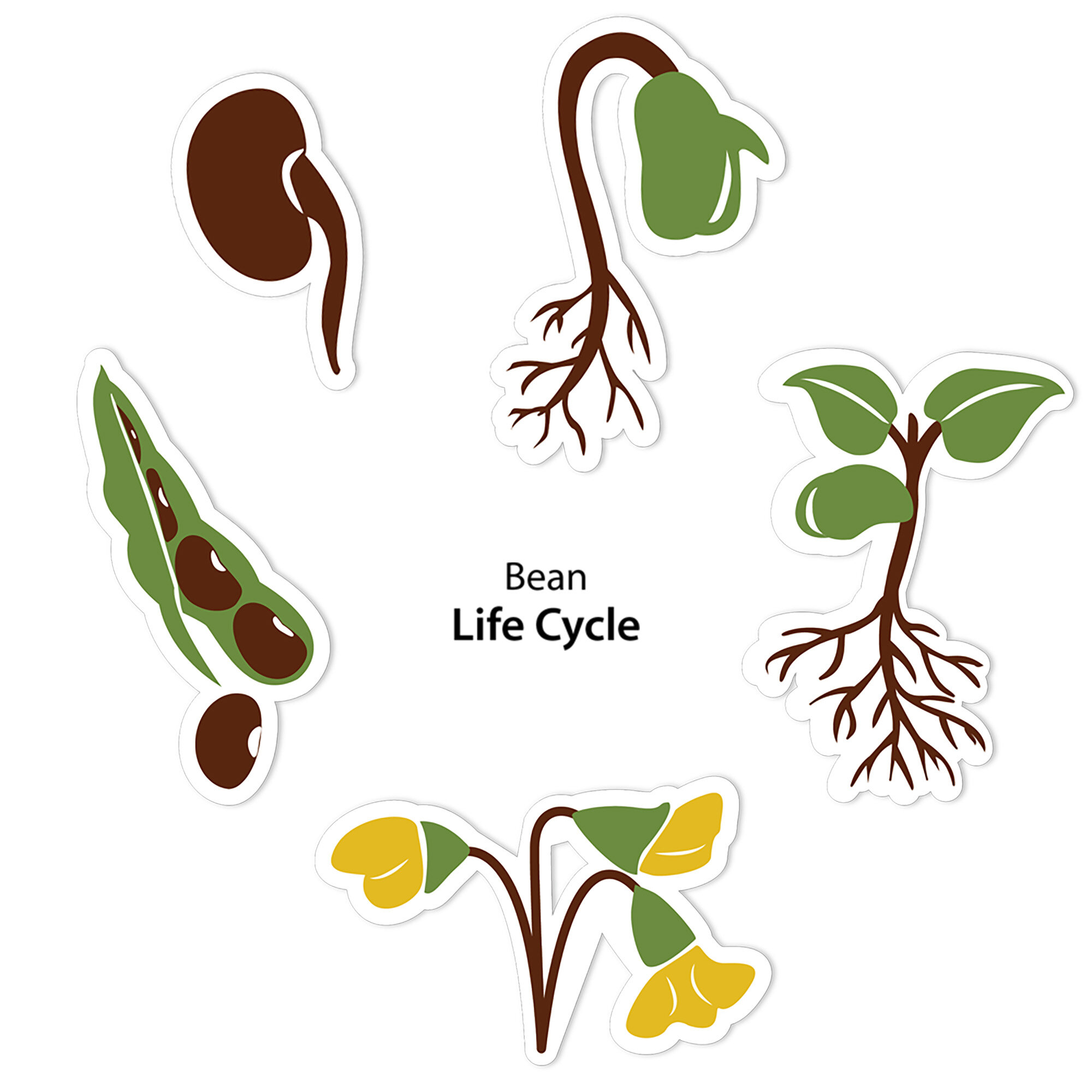 Bean Life Cycle Sticker