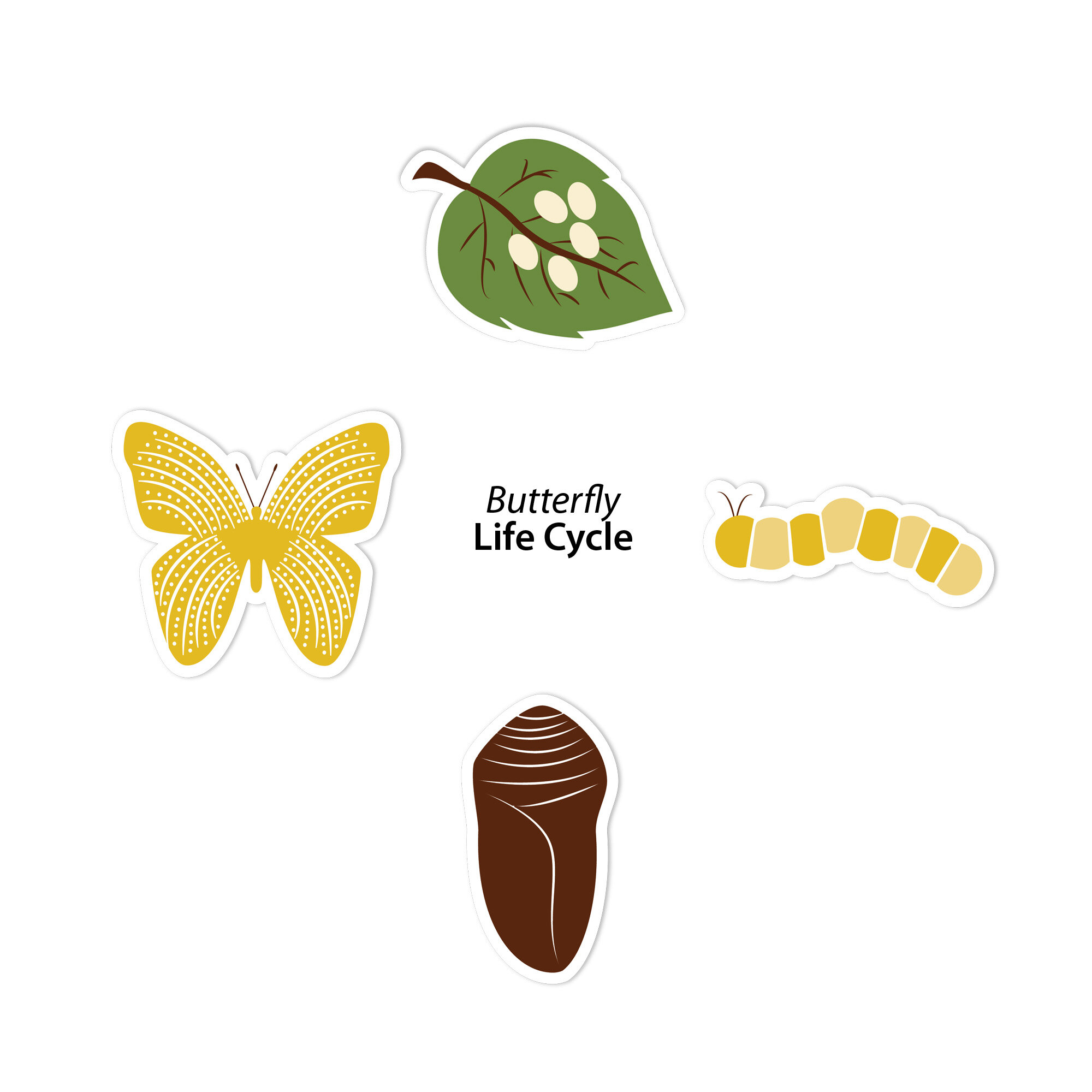Butterfly Life Cycle Sticker