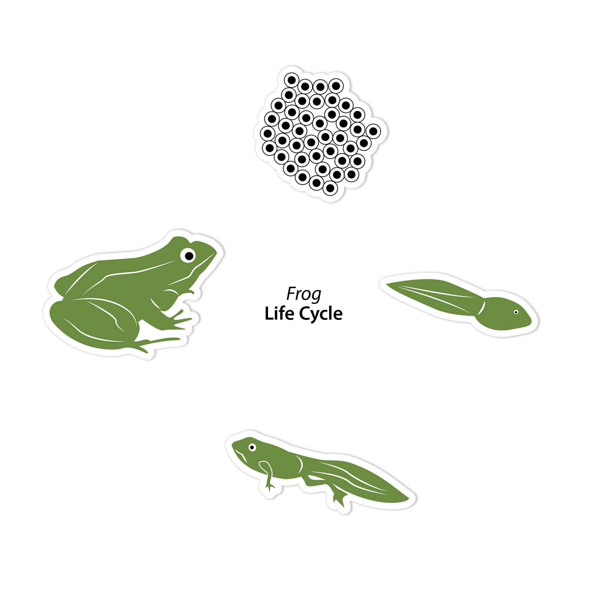Frog Life Cycle Sticker