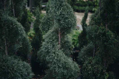 topiary.jpg