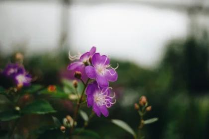 violet.jpg