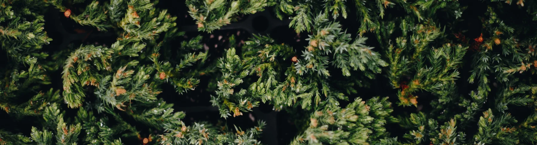 evergreens.jpg