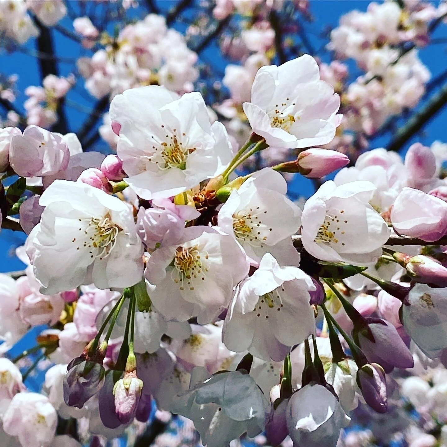 Chasing Cherry Blossoms