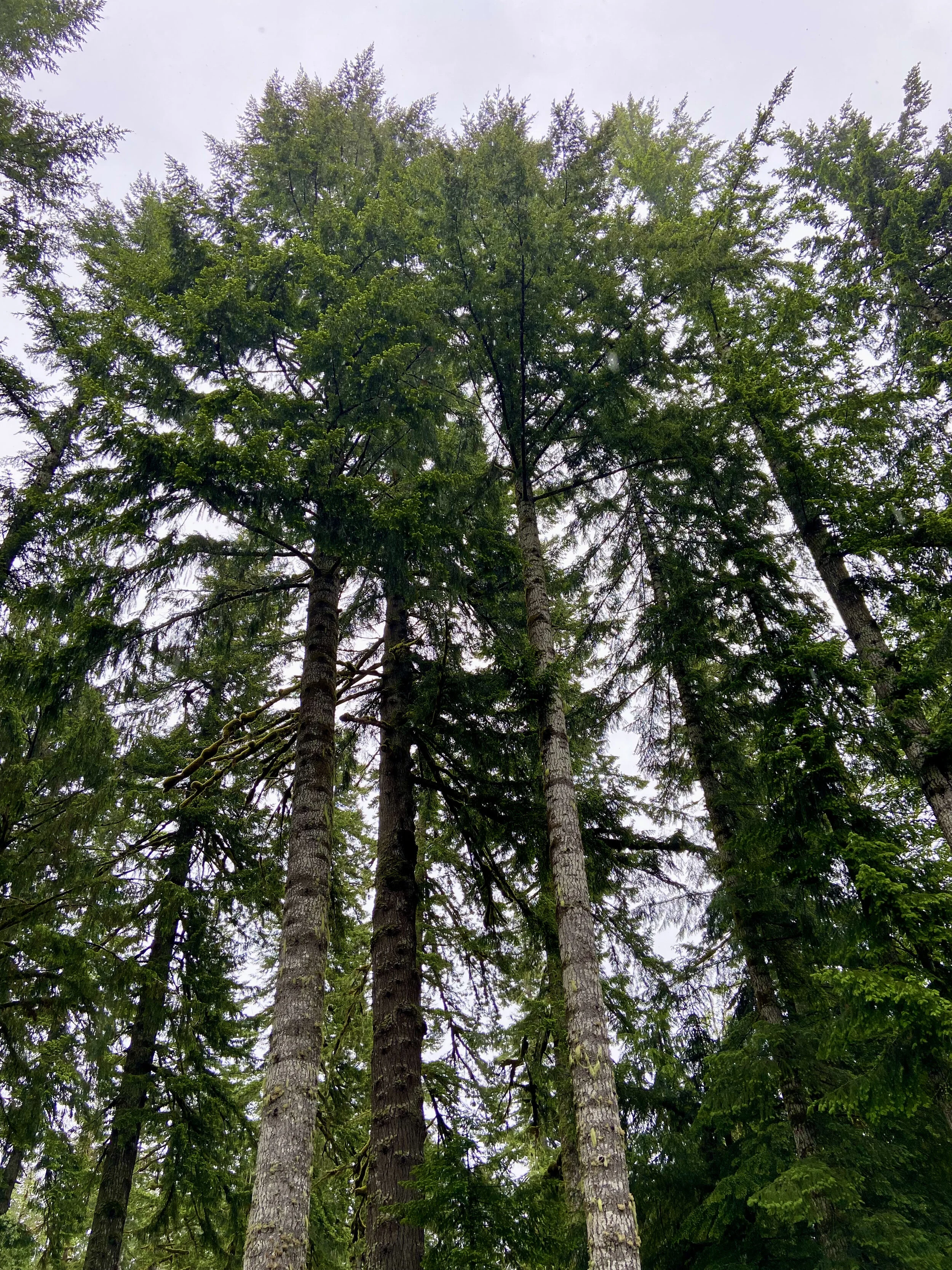 H.B. Van Duzer Forest State Scenic Corridor