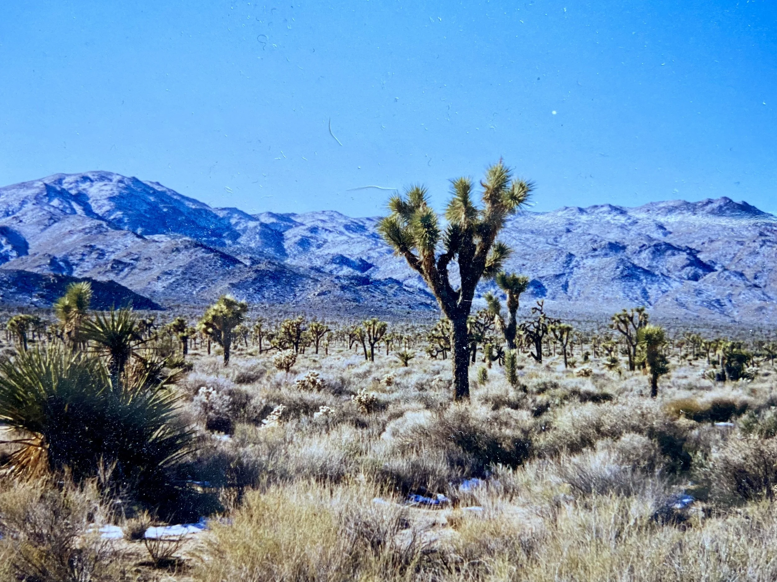 Joshua Tree National Park