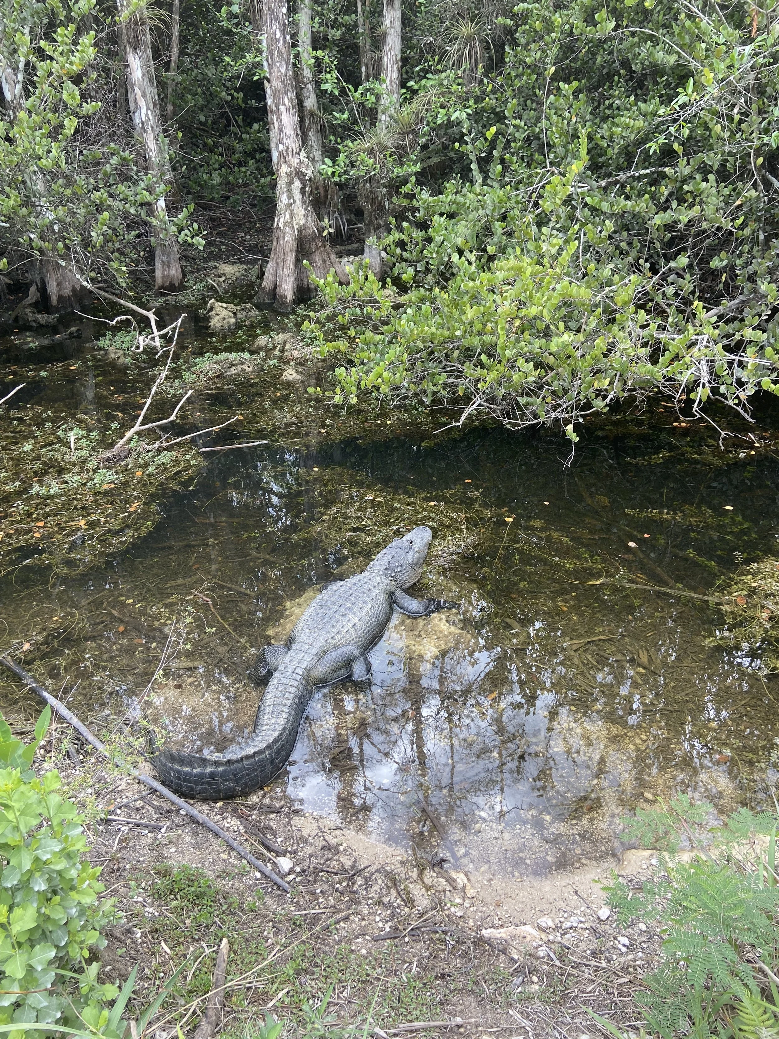 Big Cypress National Preserve