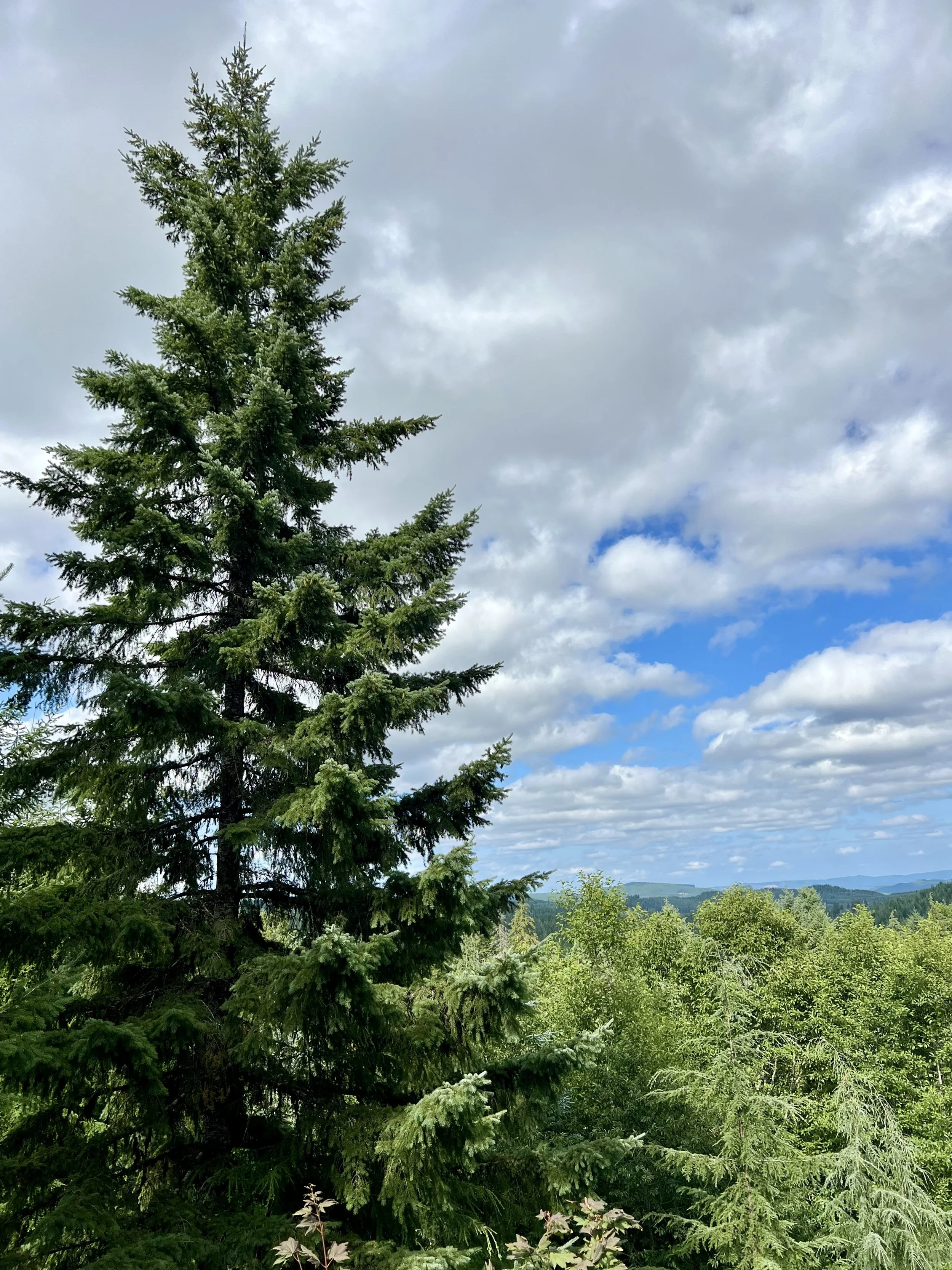 Clatsop State Forest