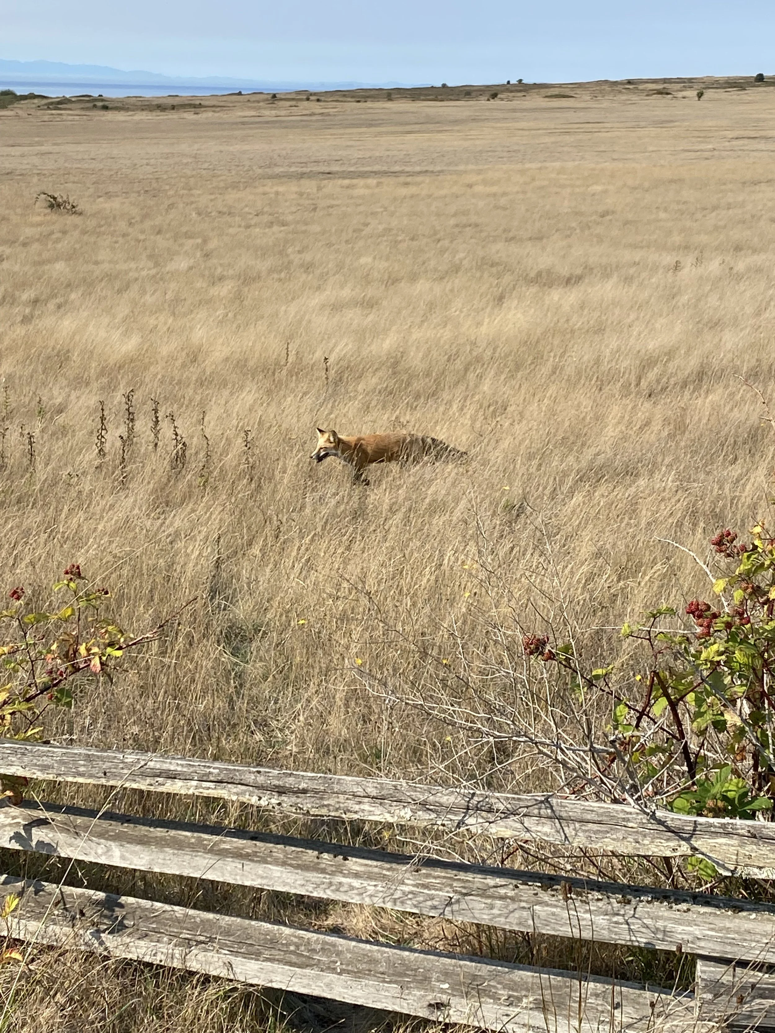 San Juan Island, Washington