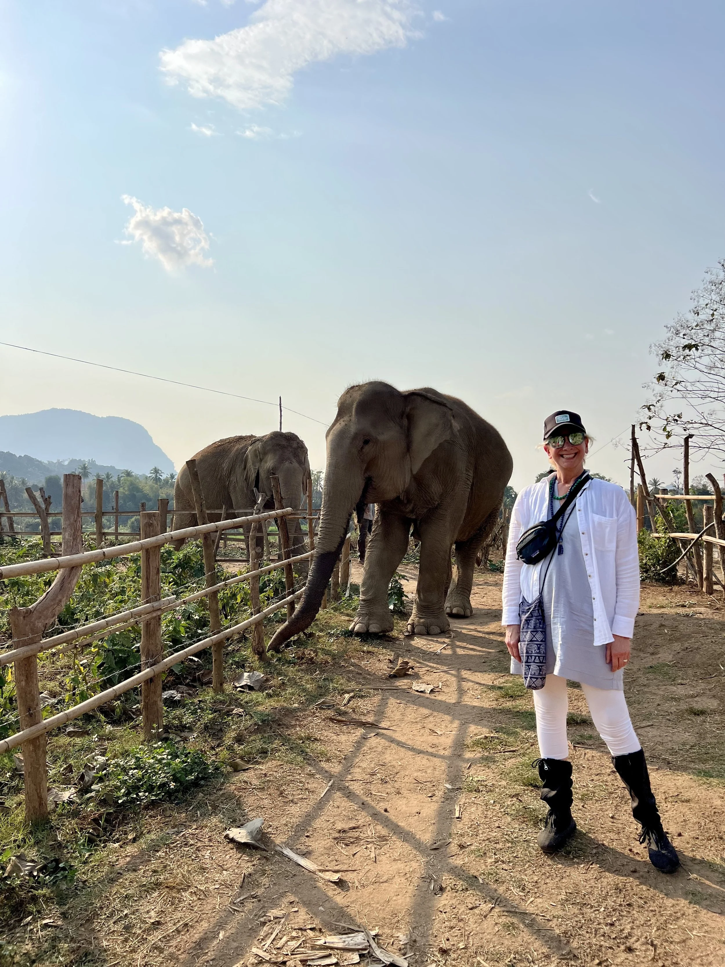 February 2025 &amp; Walk with Elephants (&amp; Fill Your Bingo Card)