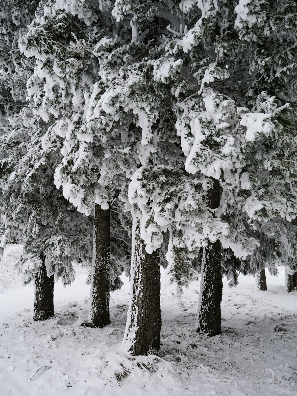 wald-baum-winter-schnee.jpg