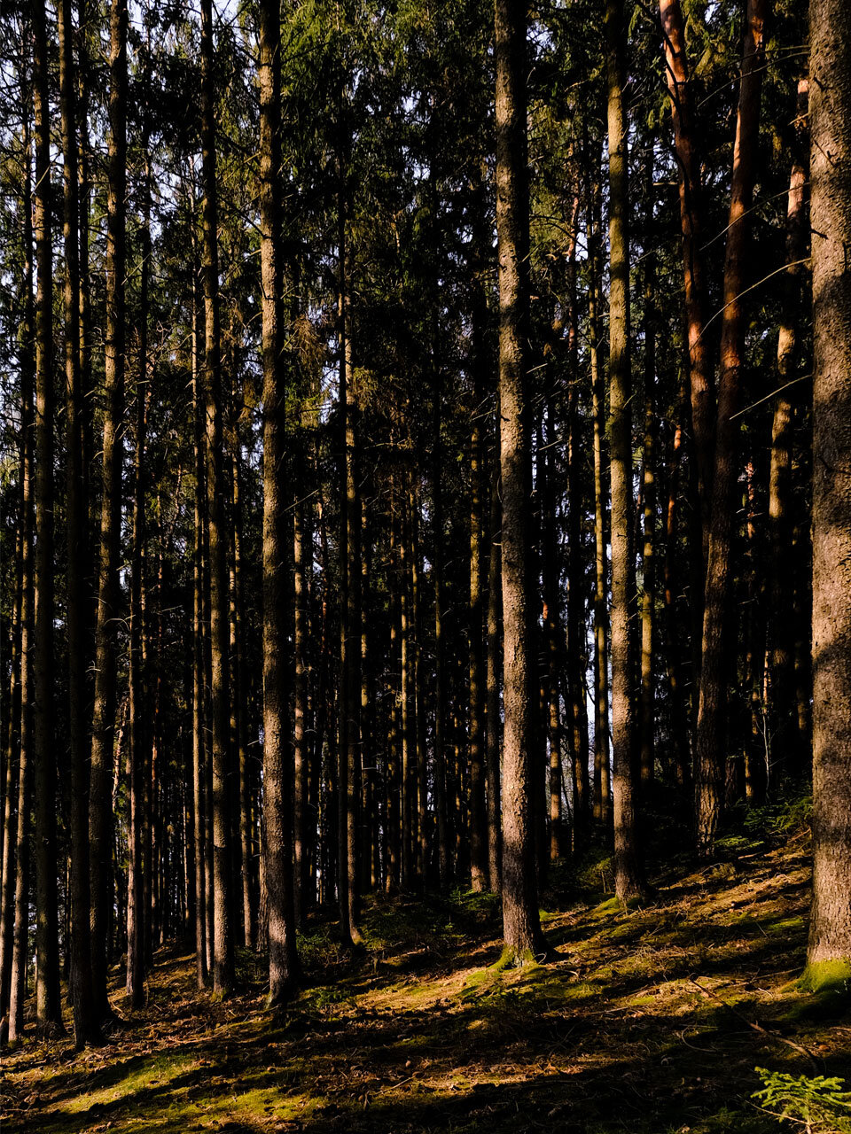 wald-fruejahr-lichtspiel.jpg