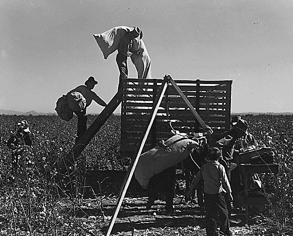 cotton pickers.jpg