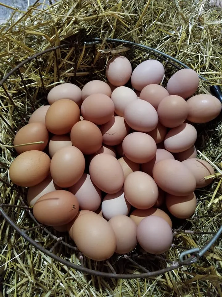 eggs.jpg