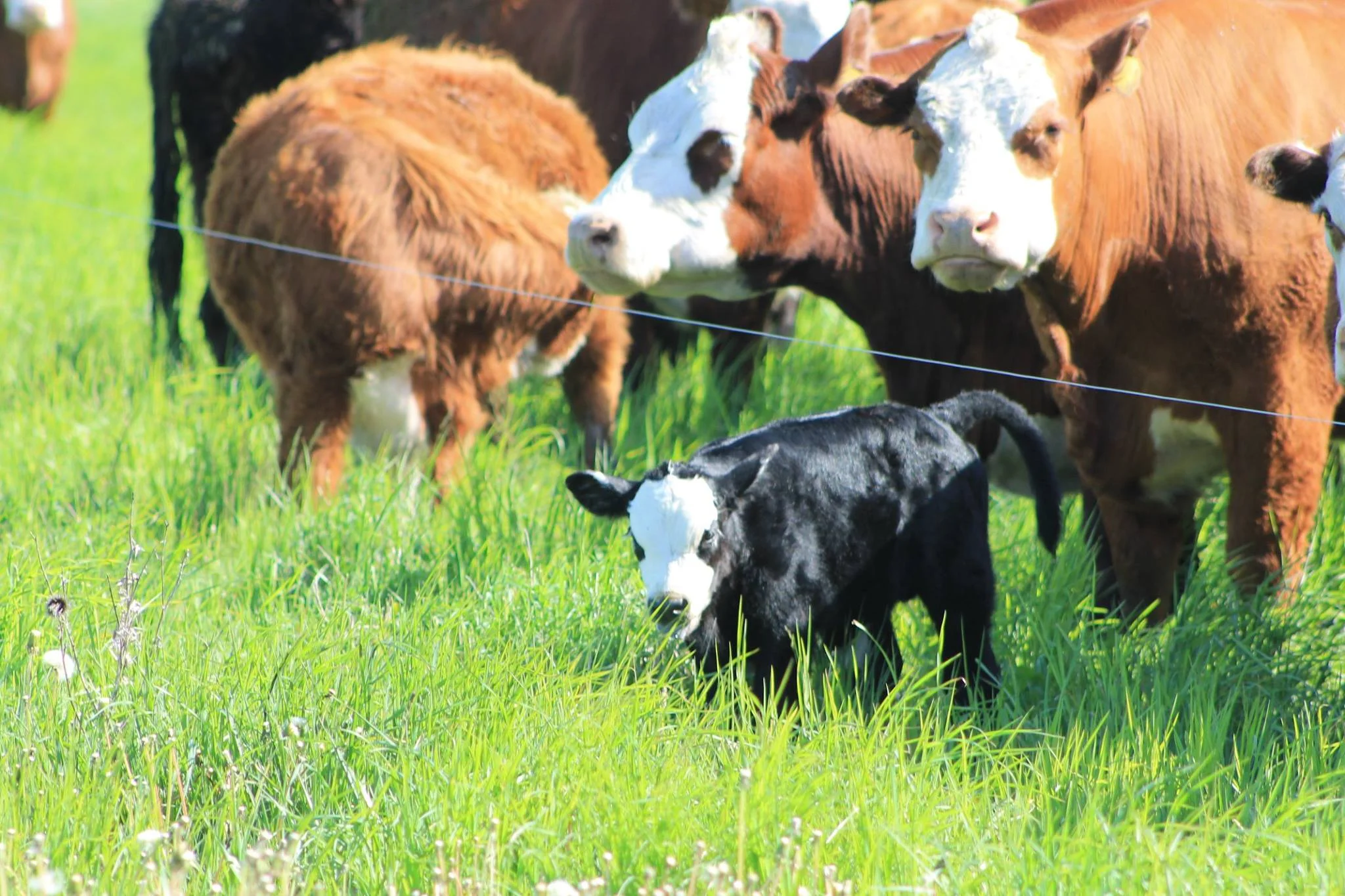 cow5.jpg