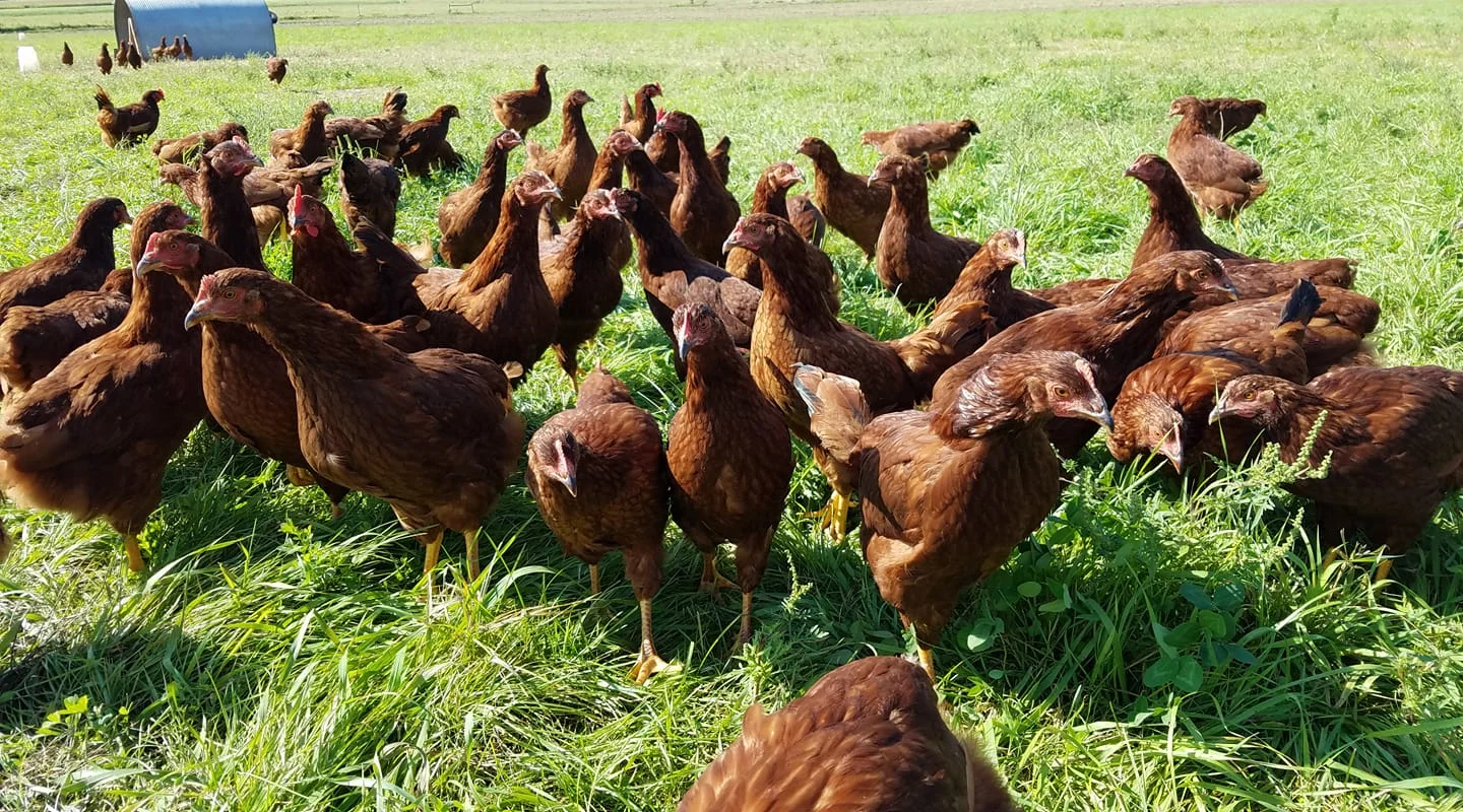 chickens.jpg