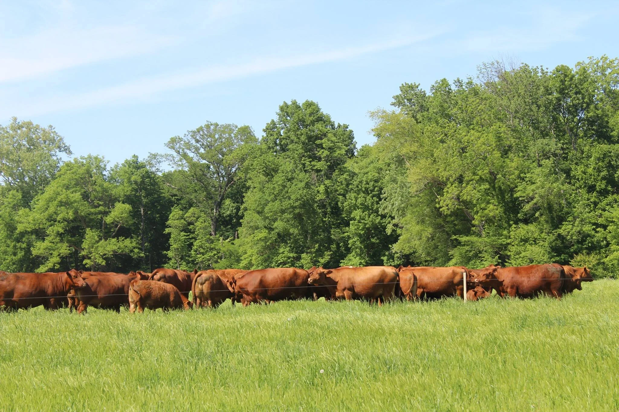 cows.jpg