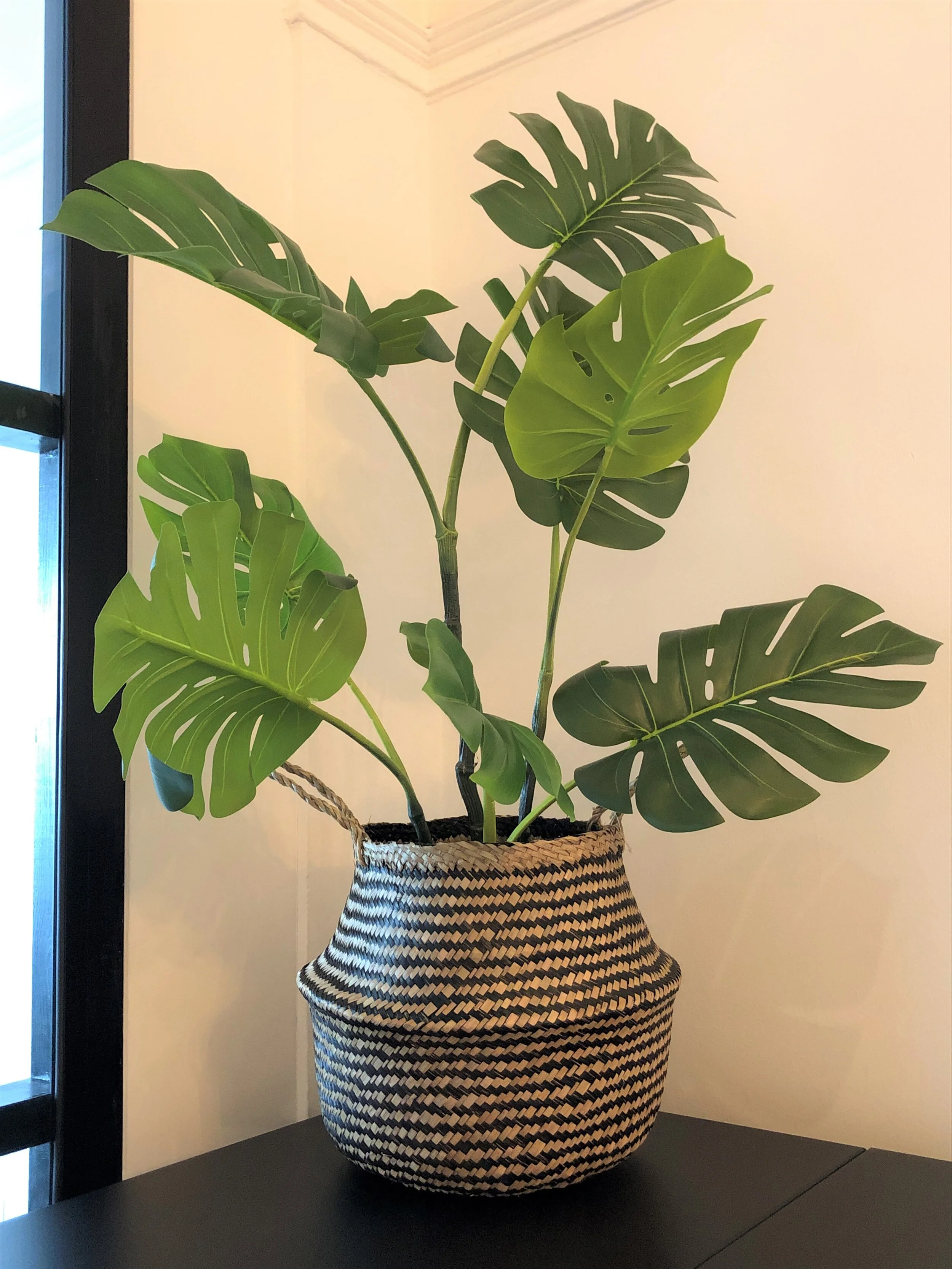 ikea plant.JPG