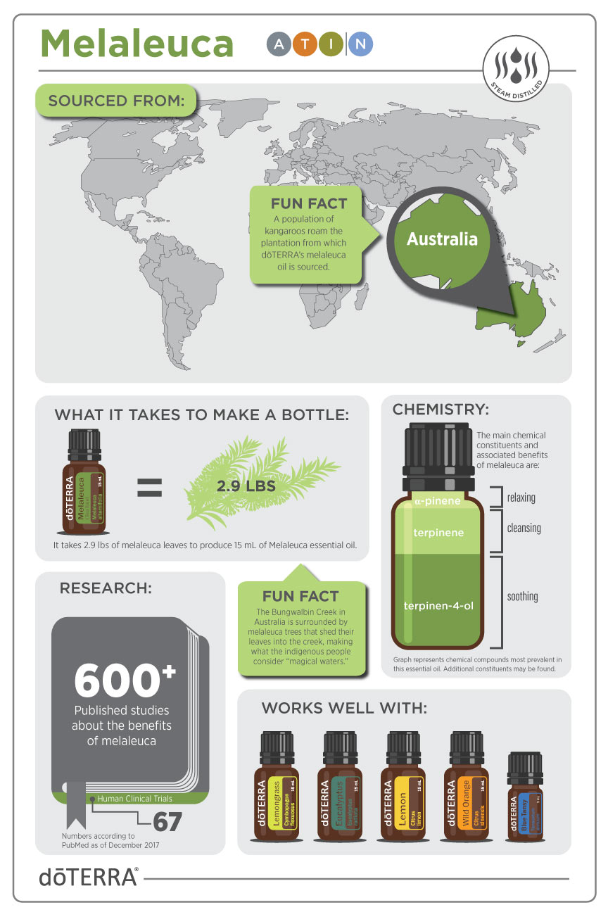 Melaleuca essential oil