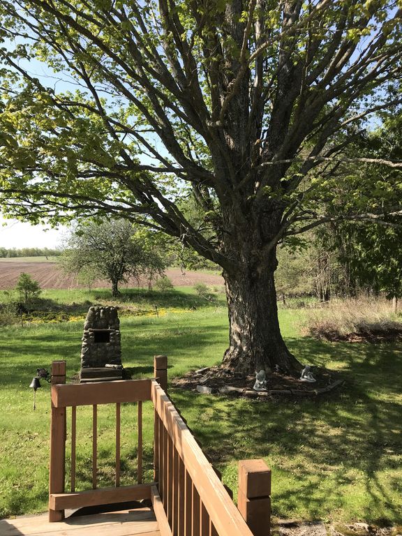 The Beautiful tree from the back porch.jpg
