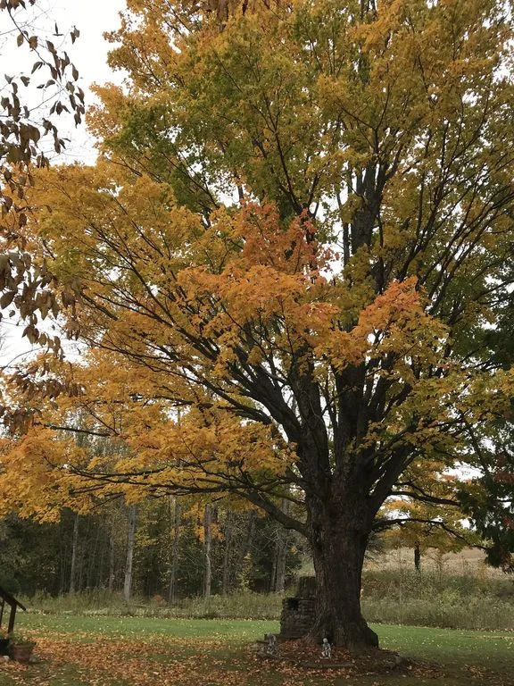 The Beautiful Tree.jpg