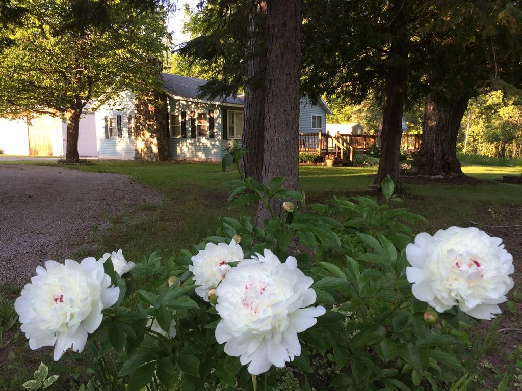 White flower pix.jpg