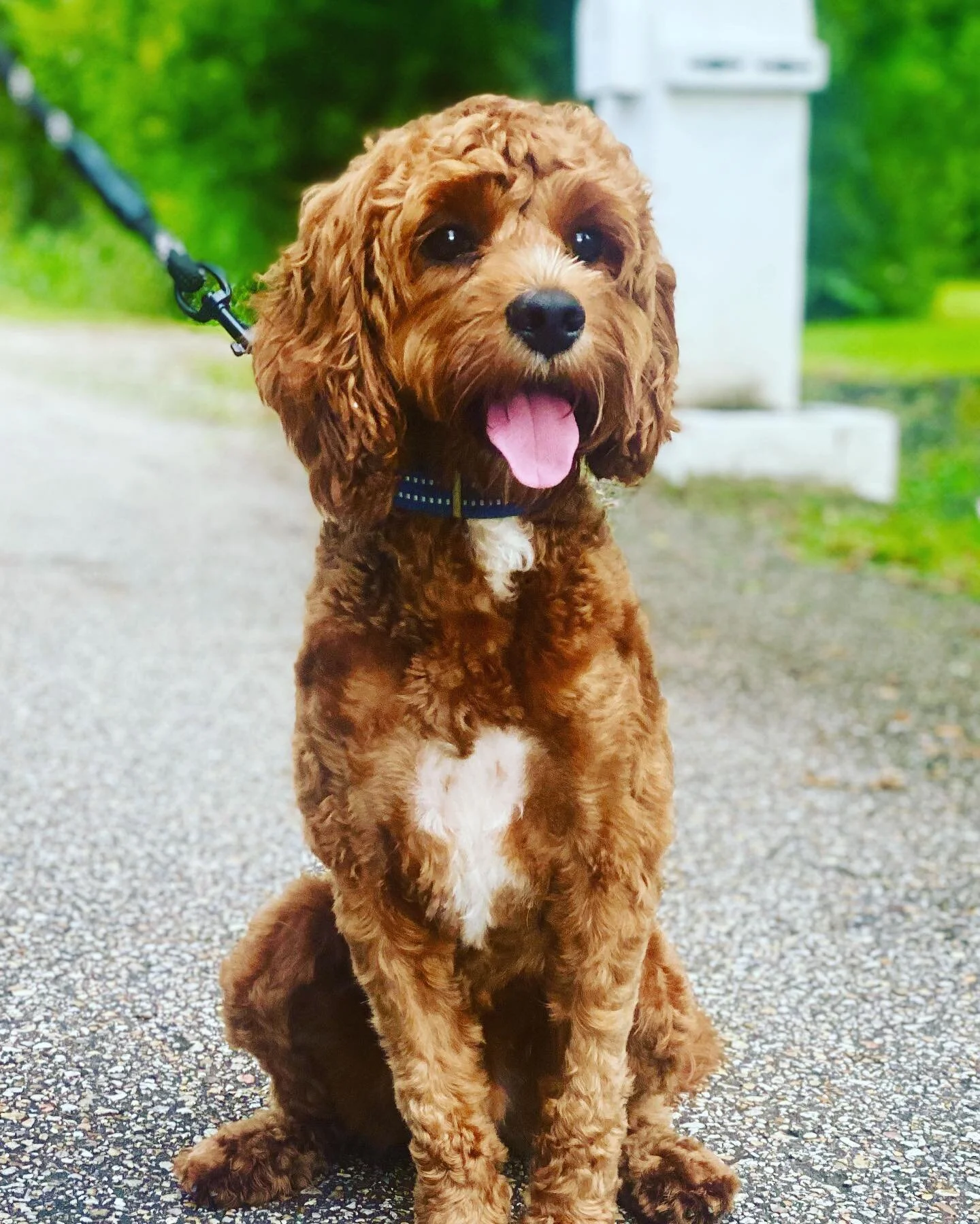 Meet Crimson...our favorite family member!!! Isn&rsquo;t he the cutest??!!