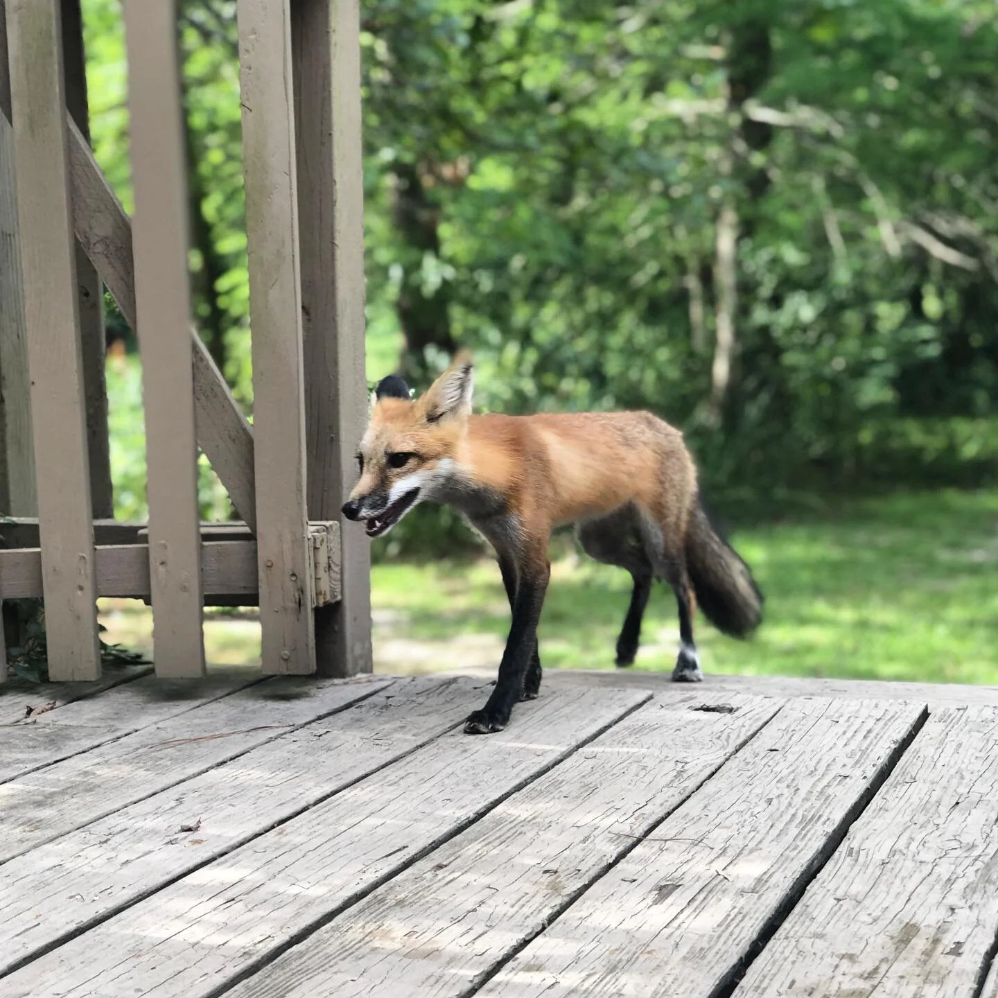 Look at him!!! 😍 I have been having soul connecting encounters with this guy!! He comes &amp; goes...and we love him so much!!
&bull;
&bull;
&bull;
#wildlifephotography #inspiration #wildloveadventures #lifeathome
