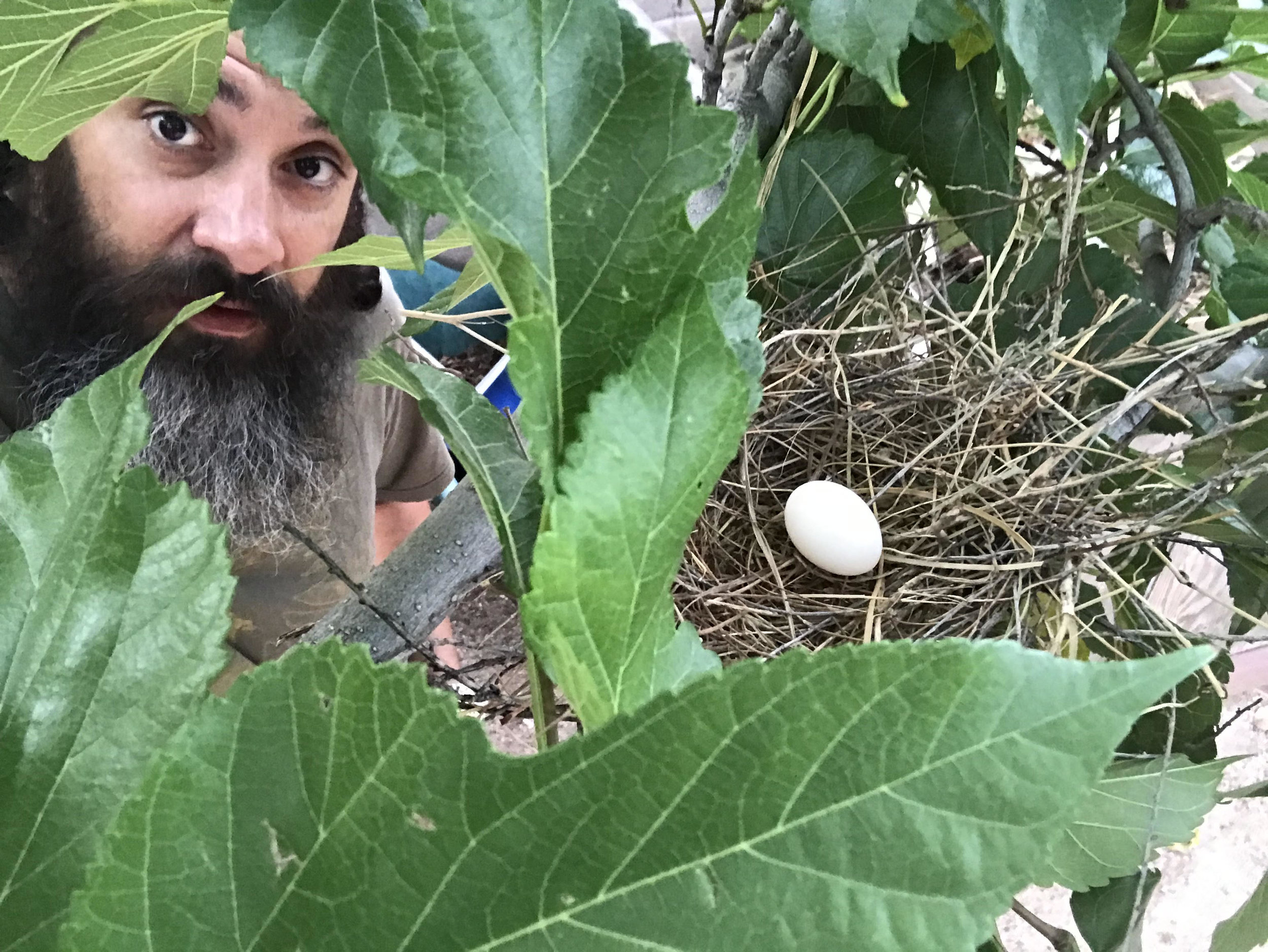 nature_egg.jpg