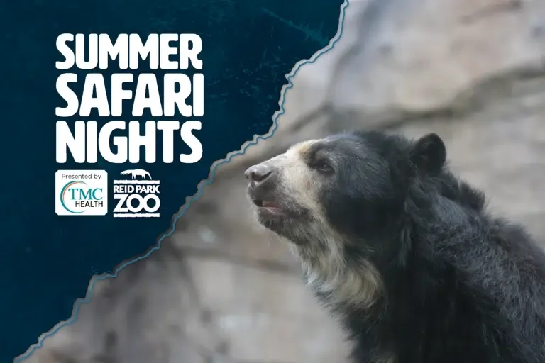 Summer Safari Nights