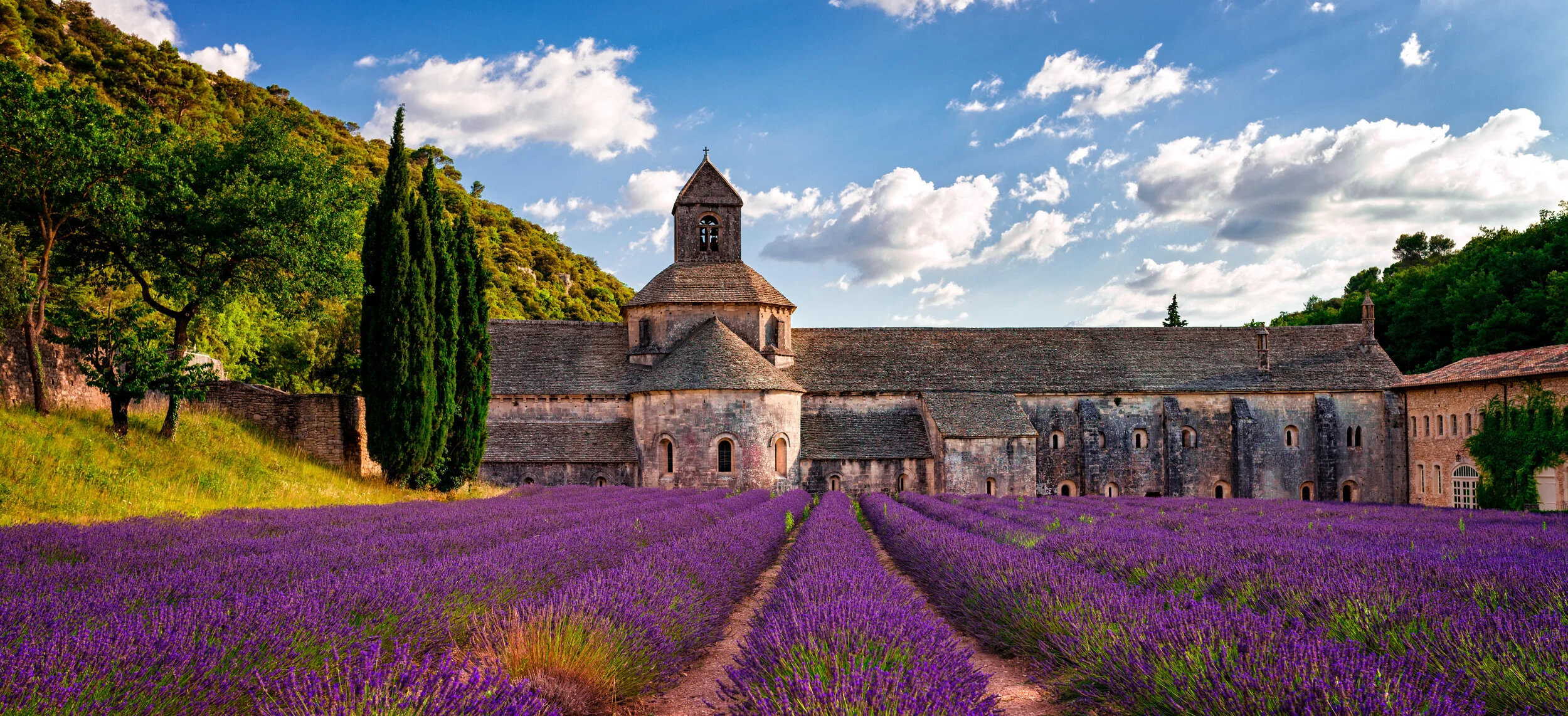 provence+lavender.jpeg