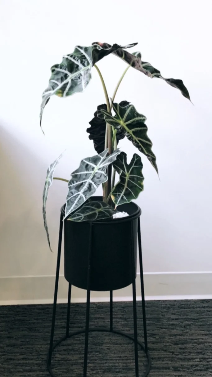 Keslow Camera is one of the many clients of Thistle Botanicals in Vancouver, BC