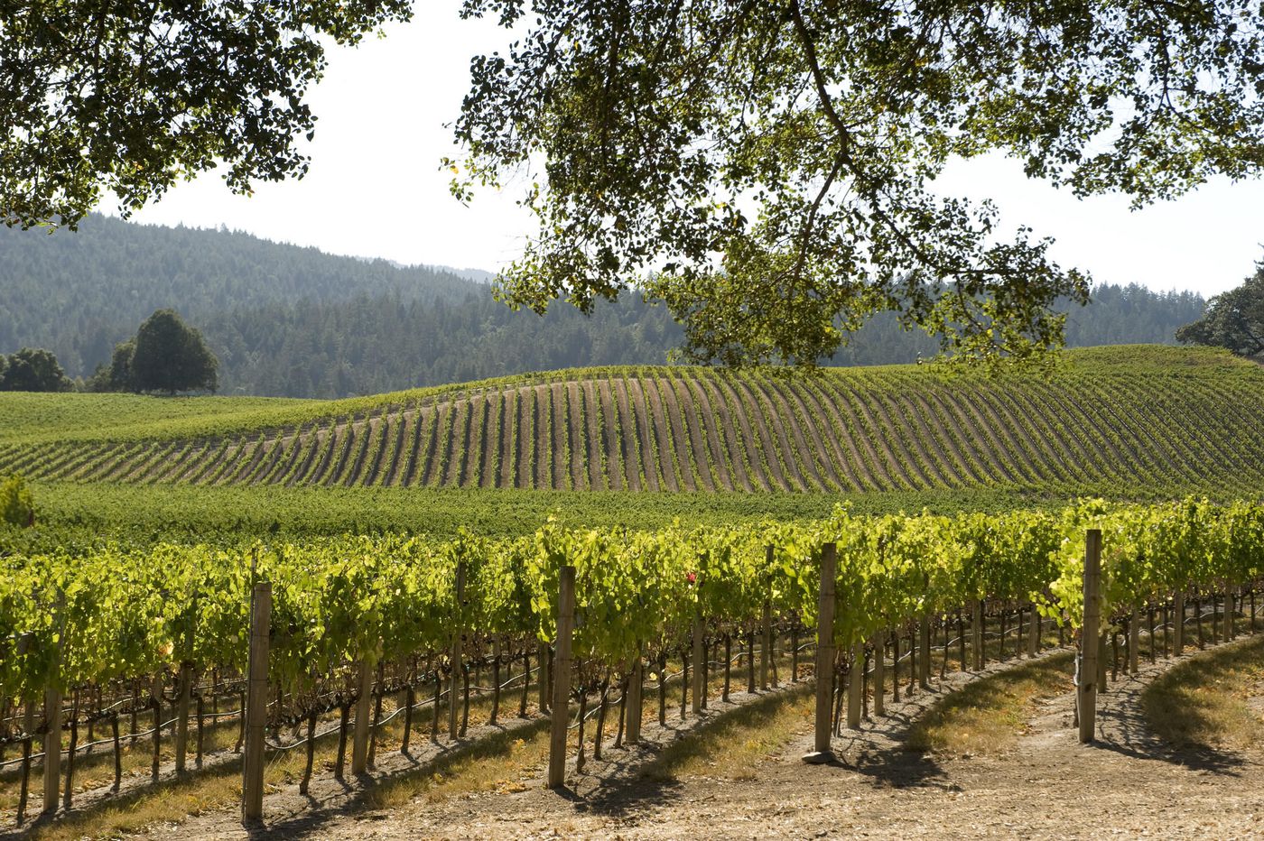 Rivino Winery.jpg