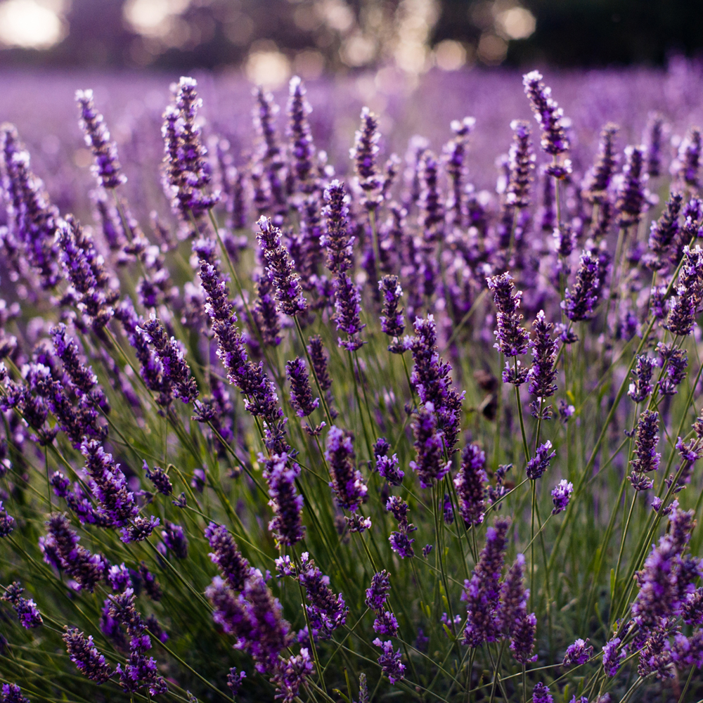 BulgarianLavender_EOES65_Main.jpg