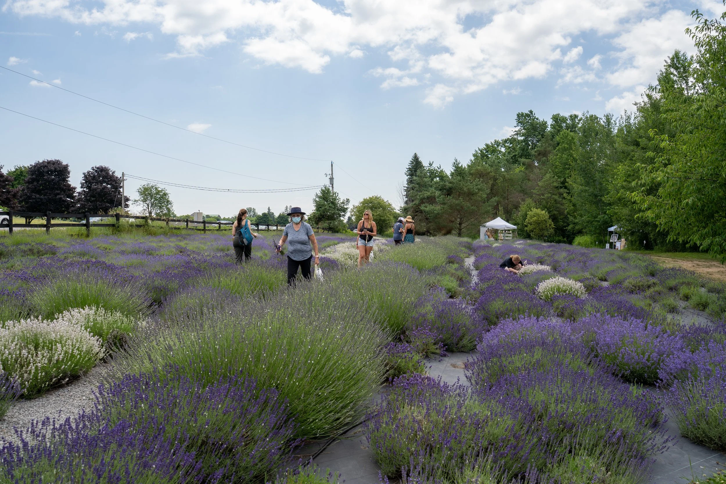 A7300006- TGP-LittleLavenderFest-2025.JPG