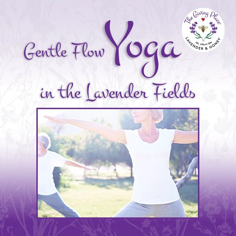 Gentle Yoga in the Lavender Fields