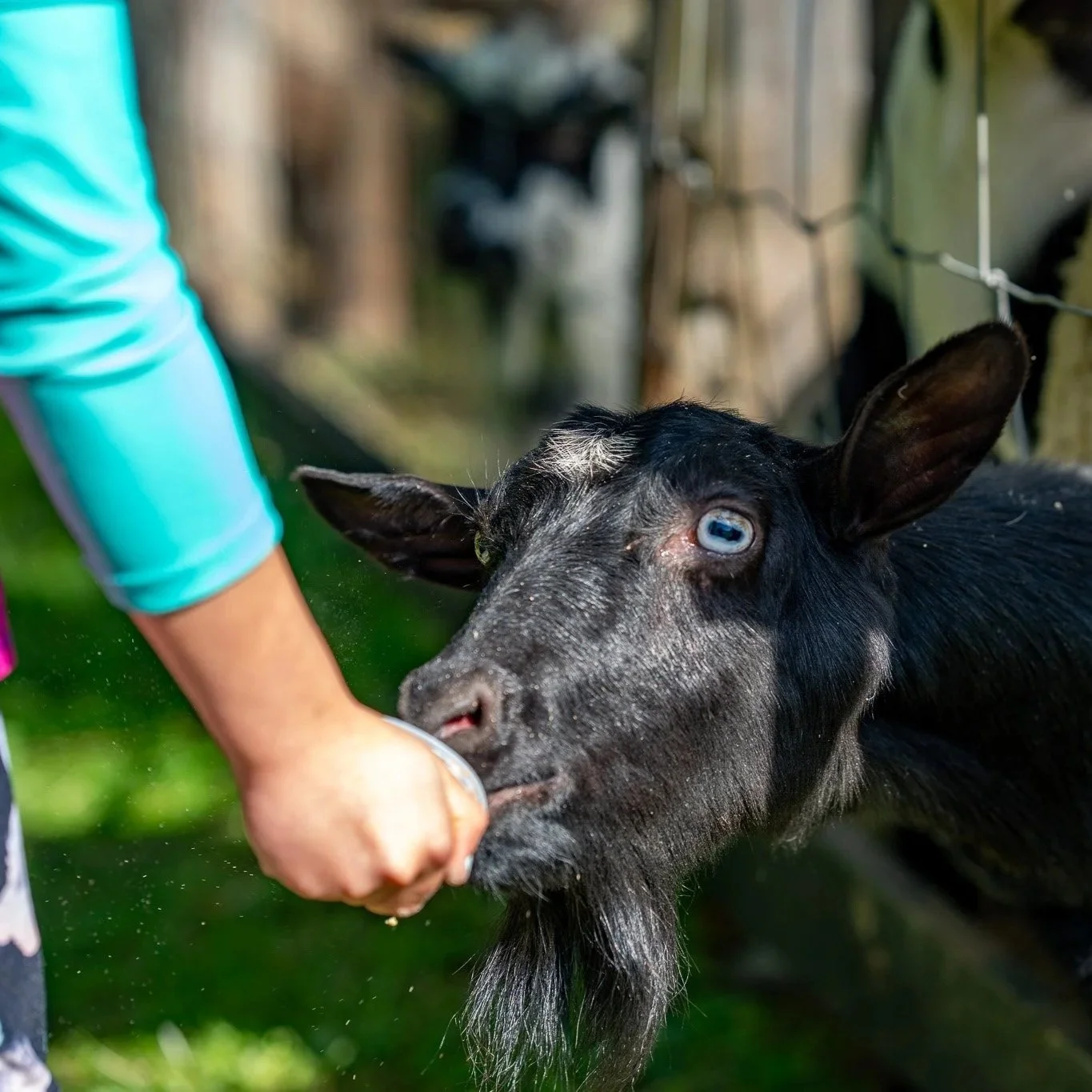 EG Farm to Fork Festival