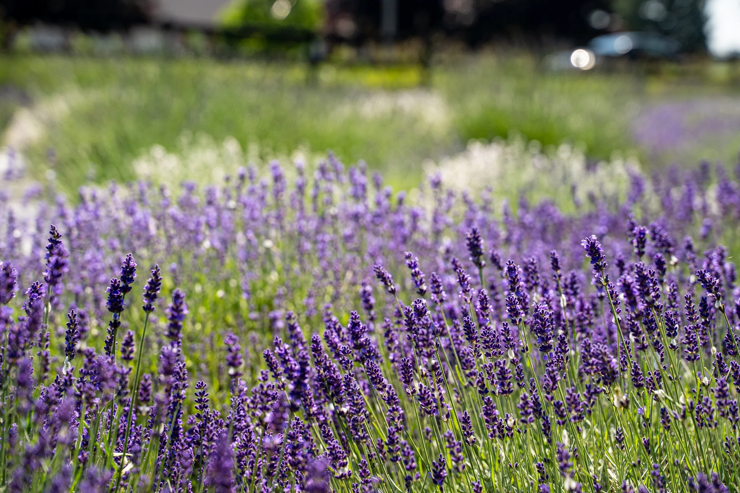 A7300069- TGP-LittleLavenderFest-2025.JPG