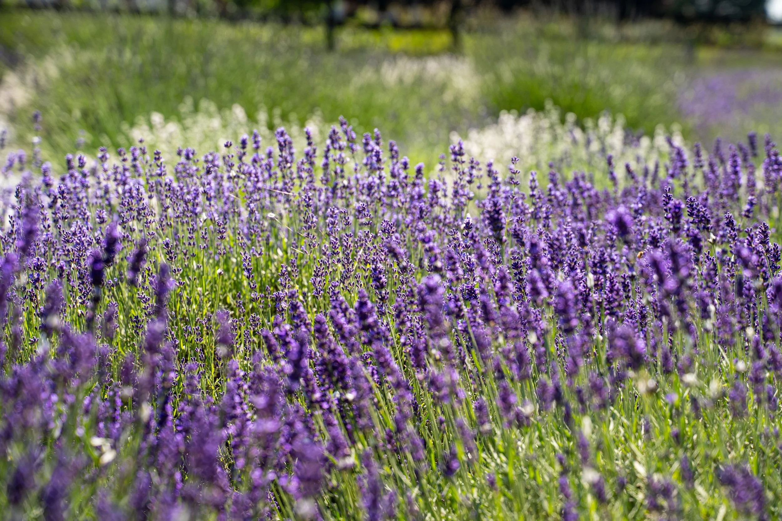 A7300066- TGP-LittleLavenderFest-2025.JPG