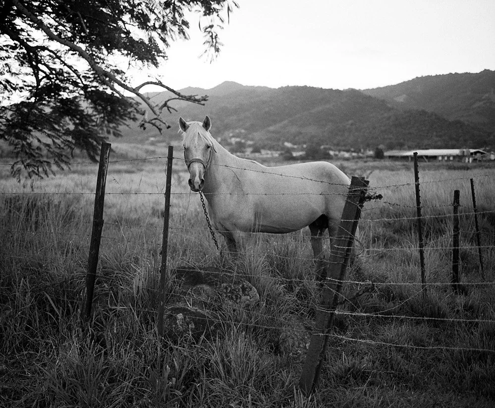 Caballo, Puerto Rico