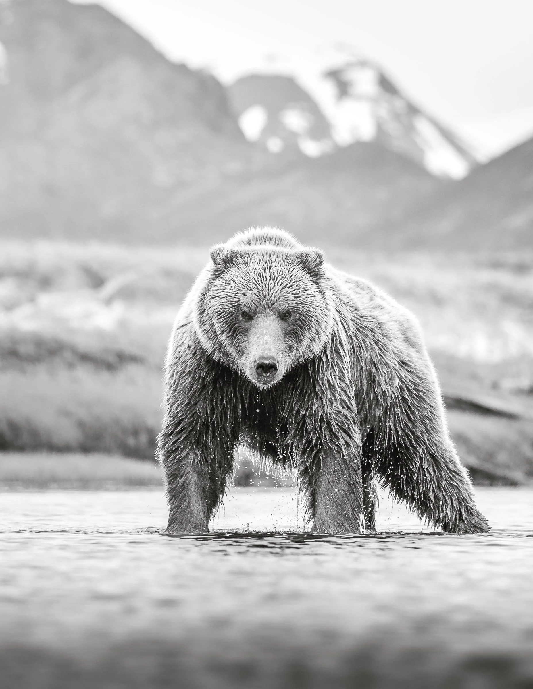 The Bear.jpg