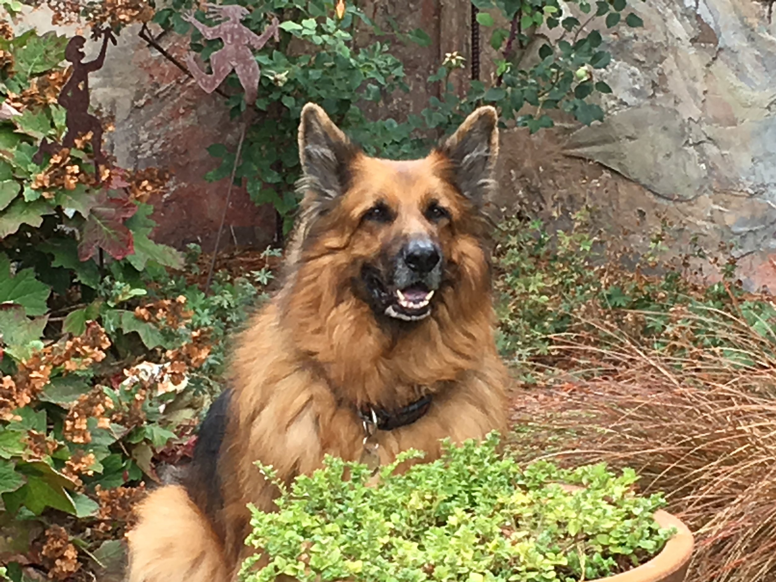  Rescue dog Anson loves his forever home and garden. ( Photo: Ed Reed ) 